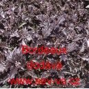 Bazalka pravá vonná Bordeaux