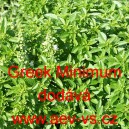 Bazalka pravá vonná, řecká Greek Minimum