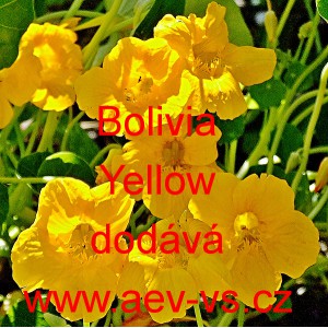 Lichořeřišnice větší Bolivia Yellow