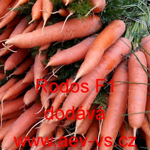 Mrkev obecn&aacute; hybridn&iacute; Rodos F1