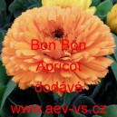 Měsíček lékařský Bon Bon Apricot