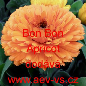Měsíček lékařský Bon Bon Apricot