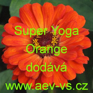 Ost&aacute;lka sličn&aacute;, lep&aacute; Super Yoga Orange
