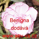 Hvozdík karafiát Benigna