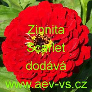 Ost&aacute;lka sličn&aacute;, lep&aacute; Zinnita Scarlet