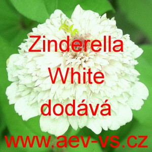 Ost&aacute;lka sličn&aacute;, lep&aacute; Zinderella White