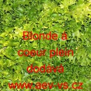 Štěrbák Endivie čekanka kadeřavá Blonde á coeur plein