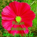 Krásenka zpeřená Rubin