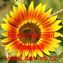 Slunečnice roční Farbenpracht