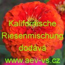 Ostálka sličná, lepá Kalifornische Riesenmischung