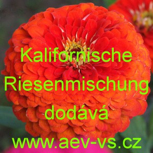 Ostálka sličná, lepá Kalifornische Riesenmischung