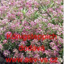 Tařice přímořská, laločnice Königsteppich