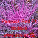 Okrasné zelí, brukev zelná Peacock Red F1