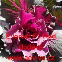 Okrasné zelí, brukev zelná Everest Red F1