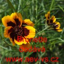 Kosmidie filipínská, zelenonitá Brunette