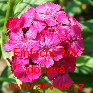 Hvozdík bradatý, vousatý Sweet William Mix