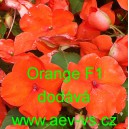 Netýkavka turecká, sultánská, ančička, sultánka nebo i pilná lízinka Orange F1