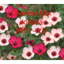 Len velkokvětý Charmer Mix