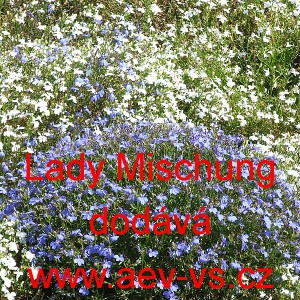 Lobelka drobn&aacute; Lady Mischung