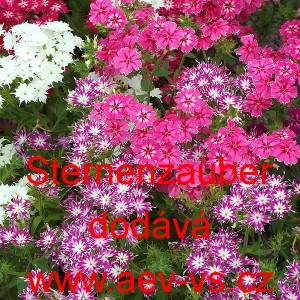 Plamenka Drummondova, flox letní Sternenzauber Mix