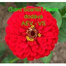 Ostálka sličná, lepá Giant Scarlet Flame