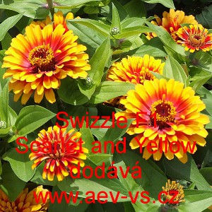 Ost&aacute;lka sličn&aacute;, lep&aacute; Swizzle F1 Scarlet and Yellow