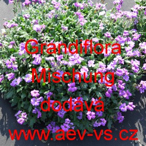 Tařička zahradní Grandiflora Mischung