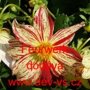 Jiřinka proměnlivá Feurwerk