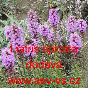 Šuškarda klasnatá Mischung