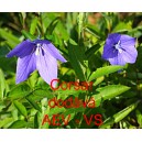 Boubelka velkokvětá, Boubelík Corsar