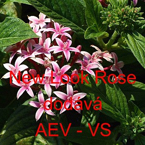 Pětkovec kopinatý New Look Mix