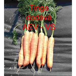 Mrkev obecn&aacute; Tinga