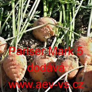 Mrkev obecn&aacute; kulat&aacute; Pariser Markt 5