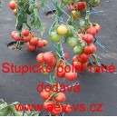 Rajče tyčkové Stupické polní rané