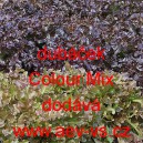 Salát listový dubáček Colour Mix