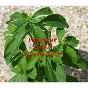 Stévie sladká Honigkraut