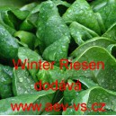 Špenát setý zelný Winter Riesen