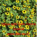 Vitálka položená, poléhavá, plazivá Yellow with Dark Centre