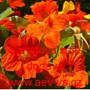 Lichořeřišnice větší, kapucínka Šarlatová záře