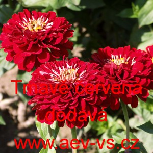 Ostálka sličná, lepá Jiřinkokvětá Tmavě červená