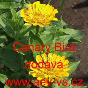 Ostálka sličná, lepá Canary Bird