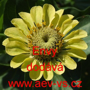 Ostálka sličná, lepá Envy