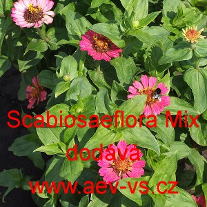 Ostálka sličná, lepá Scabiosaeflora Mix