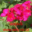 Muškát páskatý Eva F1