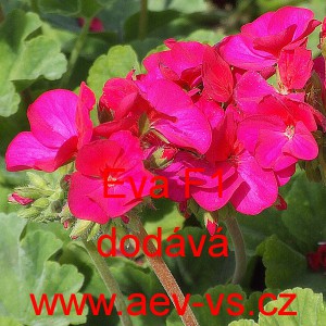 Muškát páskatý Eva F1