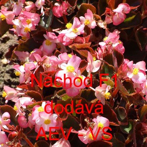 Kysala stálekvetoucí, ledovka, begónie Náchod F1