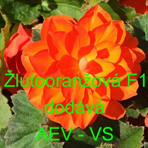 Kysala velkokvětá, hlíznatá, begónie Žlutooranžová F1