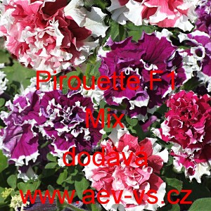 Petúnie velkokvětá Duo F1 Mix plnokvětá