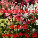 Petúnie mnohokvětá Mix