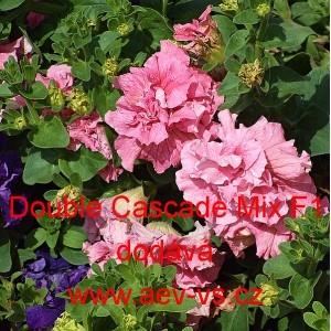 Petúnie velkokvětá, plnokvětá, Double Cascade F1 Mix 